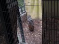Owl at Sarasota Jungle Garden, Florida!