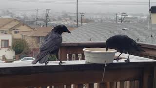 Rain Birds
1st video with the Osmo 2. I think its going to work nice.
Video: Carl (The Crow) and his local friends having a snack in the rain.
Did you know: Corvids are found everywhere in the world except Antarctica and the most northern areas of the Arctic, and they are also absent from the southernmost tip of South America. Rain Birds