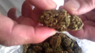 Outdoor Medical Sour Diesal from Collective of Ca