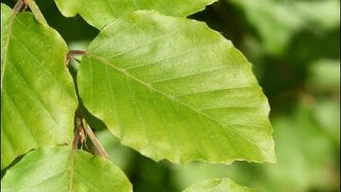 scripting highlights #7 ft. leaf