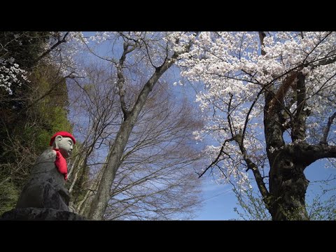 中尊寺の桜 Youtube