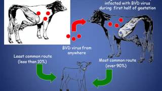 Dr. Robert Stout - Bovine Virus Diarrhea-Persistent Infection Management