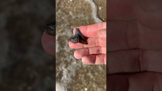 Sweet hemipristis shark tooth buried in the sand at Calvert Cliffs!
