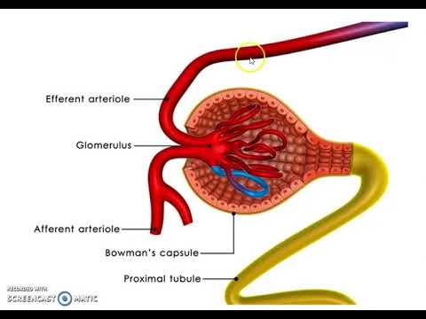 Video: Funzione, Anatomia E Definizione Dell'uretere - Body Maps