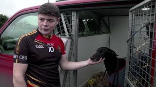 A Day in The Life of a Greyhound #Behindthetrack docuseries 4