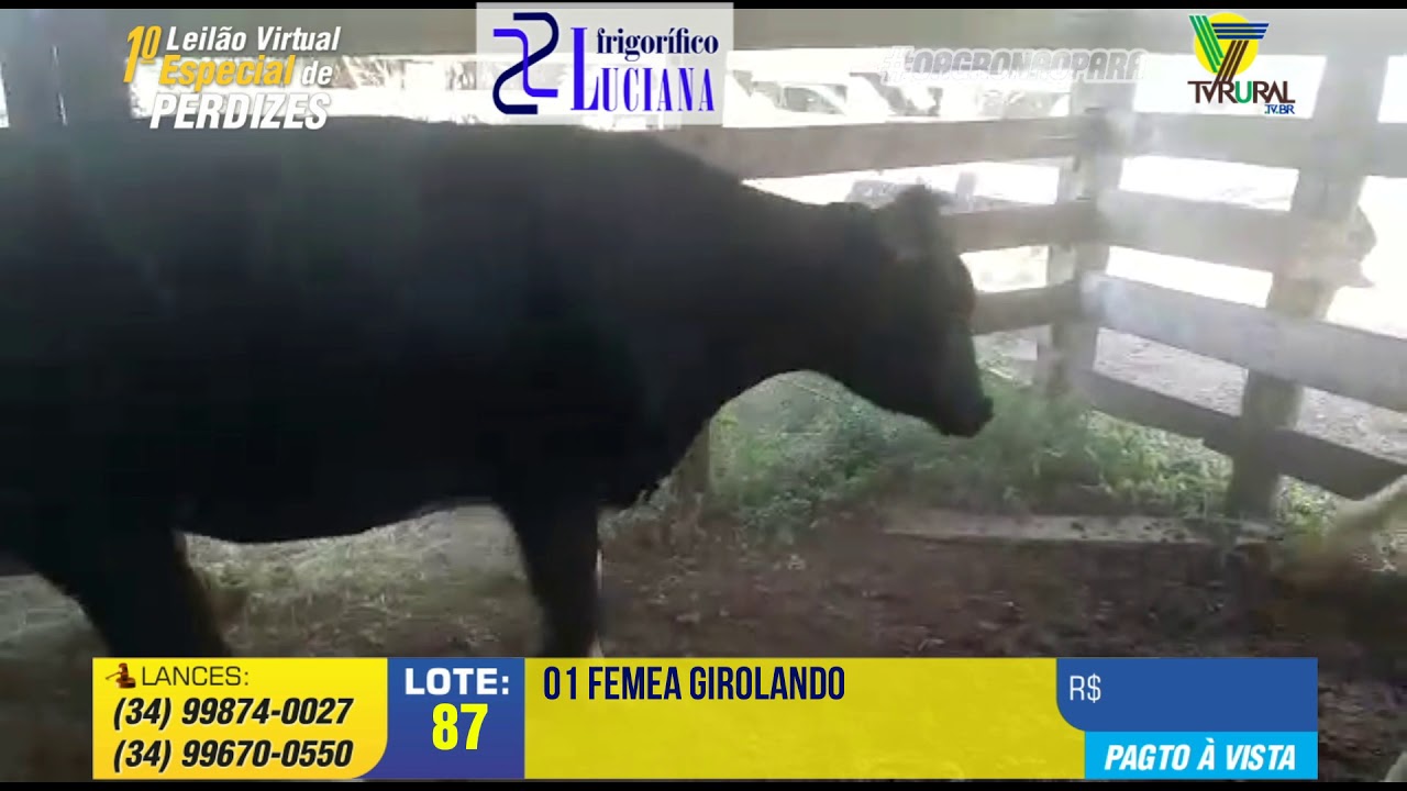 087 - 1º LEILÃO VIRTUAL ESPECIAL DE PERDIZES