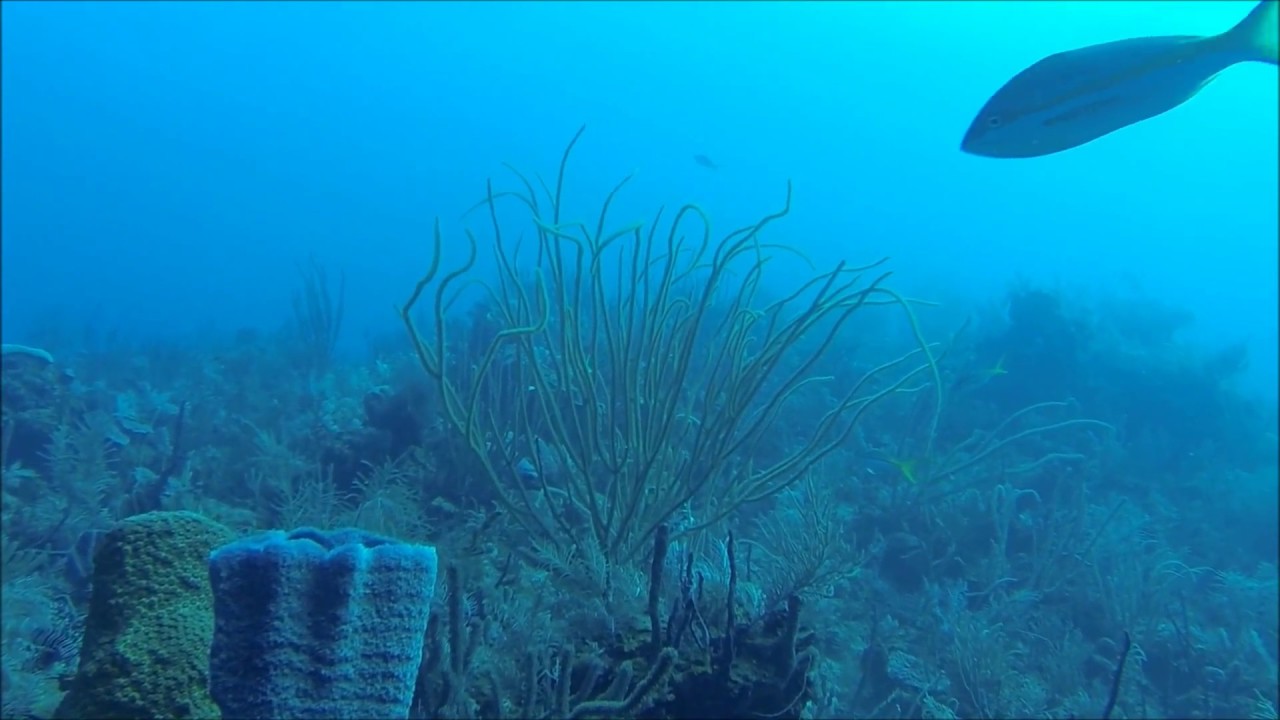 Cuban Seas - YouTube