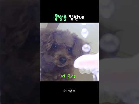 <strong>물방울</strong> 킹받네