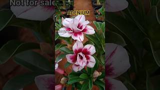 Adenium @gardengalleryds #garden #adenium #shots #flowers