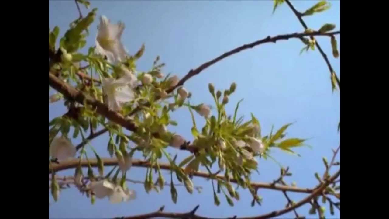 Olivia Newton-John - Avé Maria