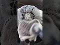 Satisfying ASMR steering wheel cleaning 🧽🚗🧹 #asmrbrushing #asmrdetailing #asmrcleaning #asmrfast