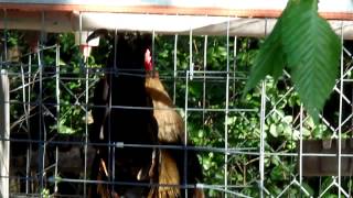 Quiet rooster, Golden Duckwing Serama screenshot 5