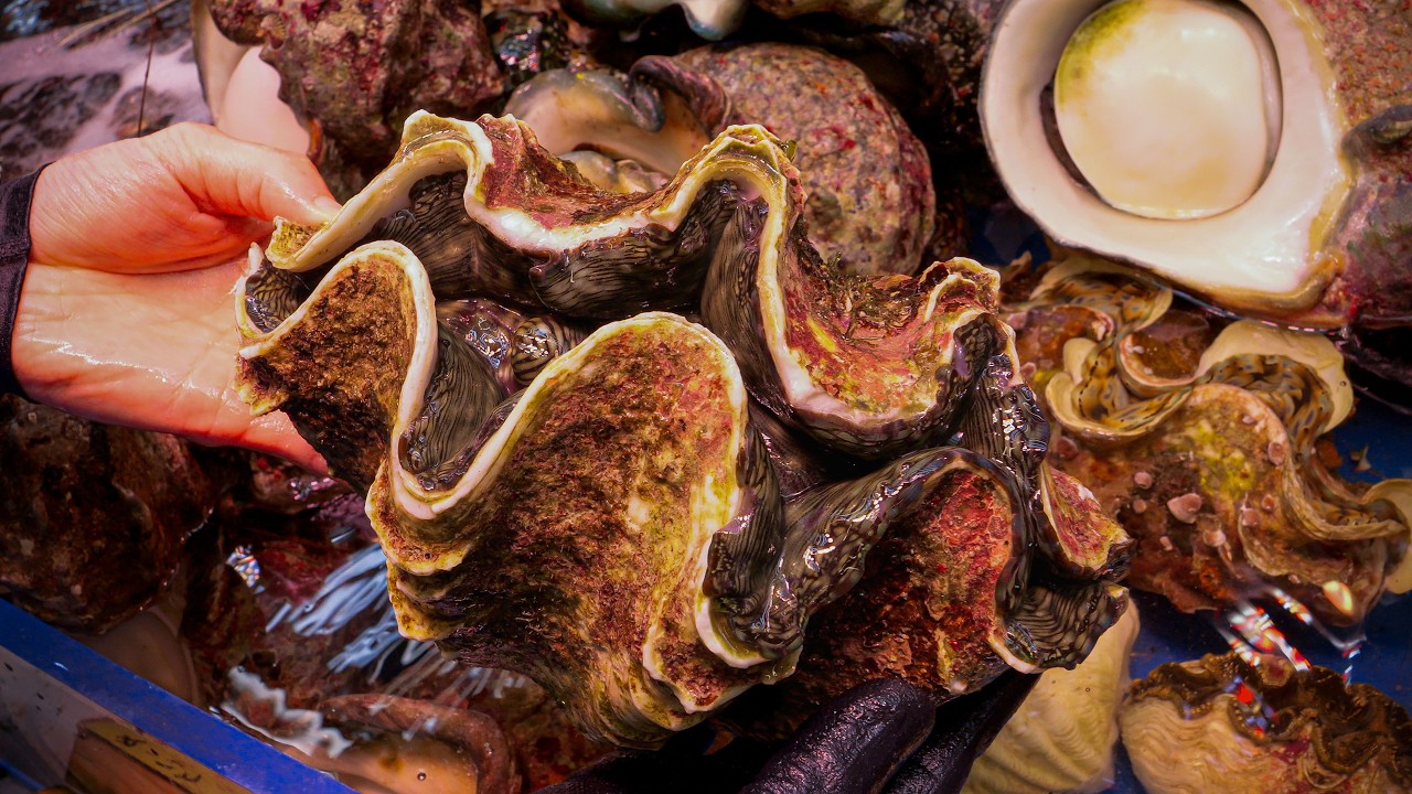 시선을 압도 하는 대왕조개와 대왕소라! 사시미, 볶음 요리 | Eye-catching giant clam and giant conch sashimi dish | Asian Food