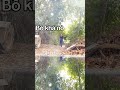 em đã chở lại