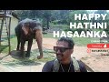 Happy hasaanka  the smiling elephant from yala teaser