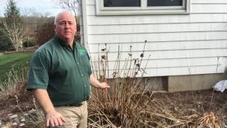 When to prune Endless Summer Hydrangea and free hydrangea American Landscape and lawn Science