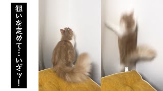 虫さんを狙っていたら…|PECO