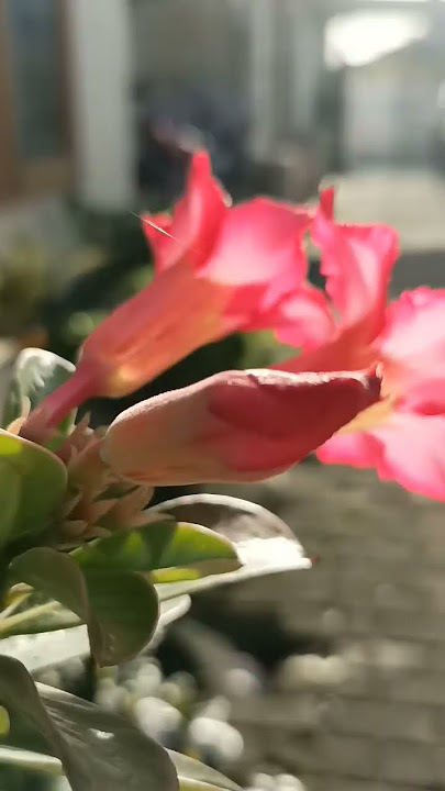 Dj yang penting happy #shortsfeed #shorts