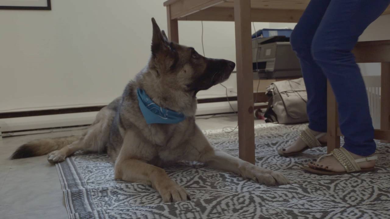Comment sauver la vie de son chien - DVD Zone 2 - tous les DVD à la Fnac