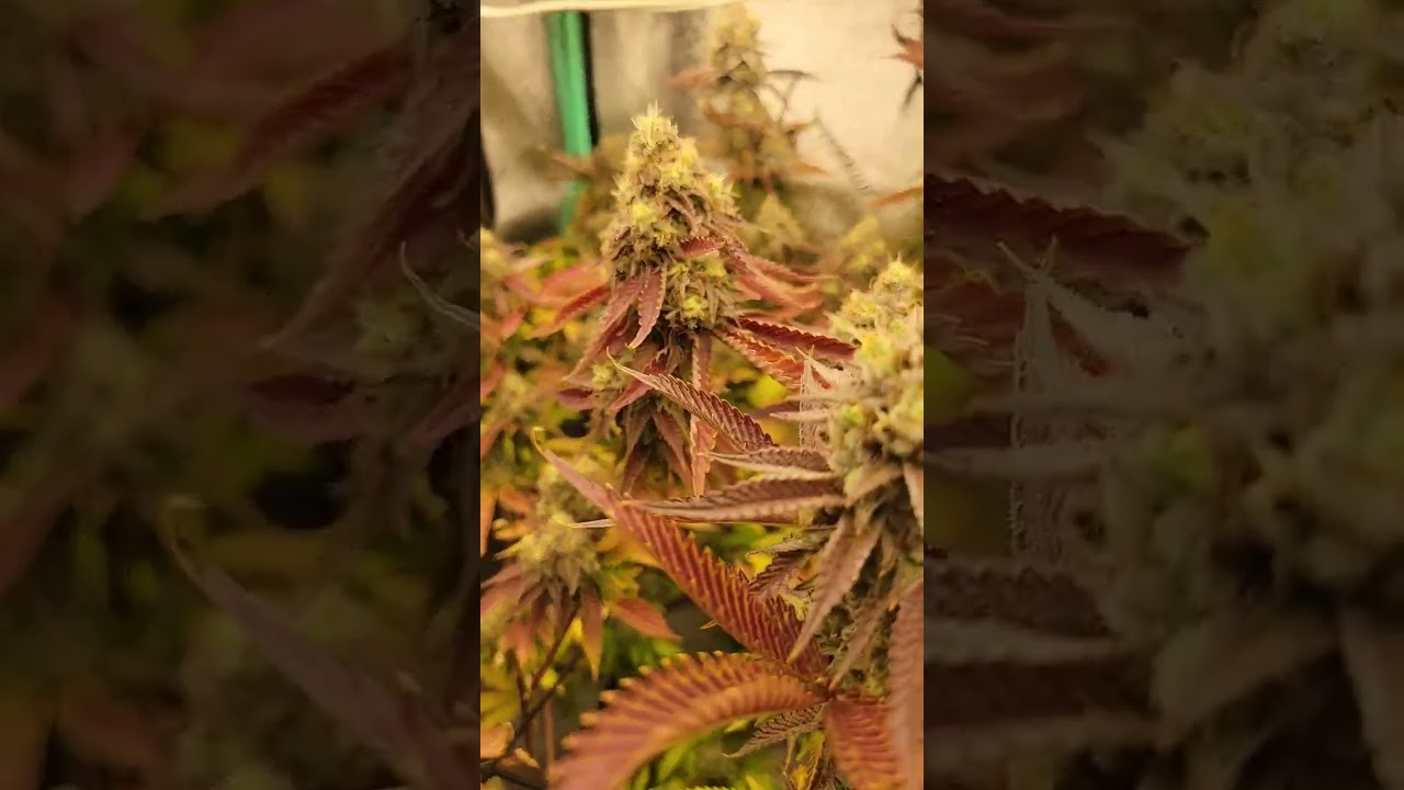 Strains - God's Gift