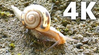 Snail 4K Ultra HD