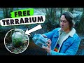 How to make a terrarium without spending any money