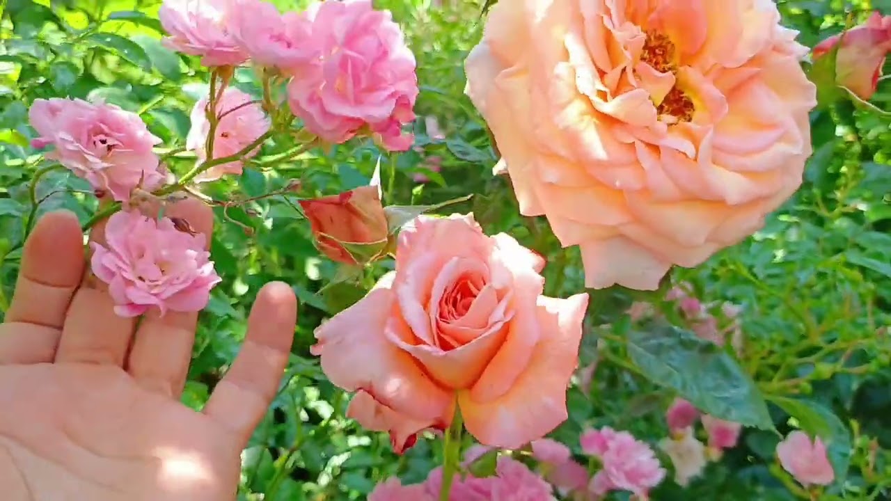 Розовый сад, Яркое лето, наслаждаемся розами. Розы по сортам.