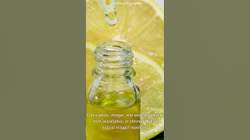 Maggot-Free Zone: A Comprehensive Guide to Eliminating Pests from Your Outdoor Garbage Can #shorts