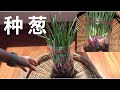 种葱的四个技巧，塑料袋种葱15天收获，红葱头的秘密 | How to Grow Scallions (Spring Onion)