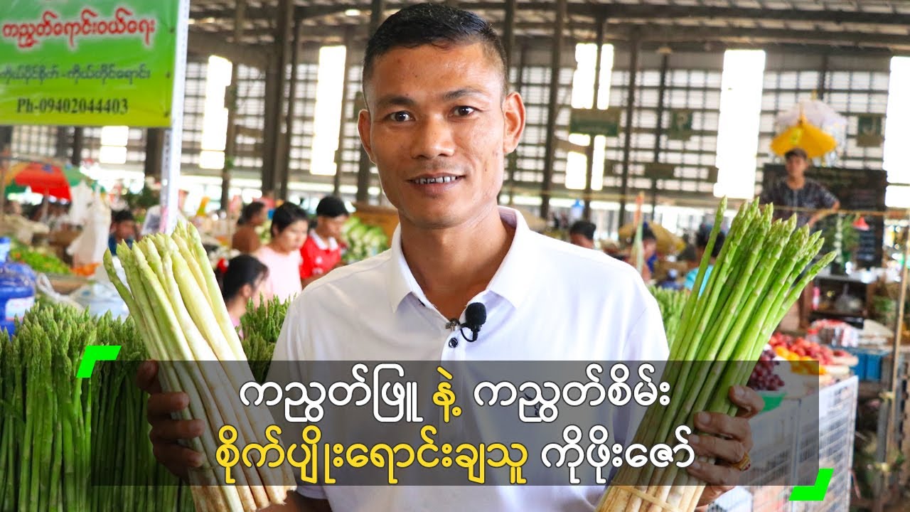 ကညွတ်ဖြူ နဲ့ ကညွတ်စိမ်း စိုက်ပျိုးရောင်းချသူ ကိုဖိုးဇော်