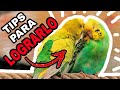 CONSEJOS PARA EMPAREJAR PERIQUITOS DE MANERA EXITOSA