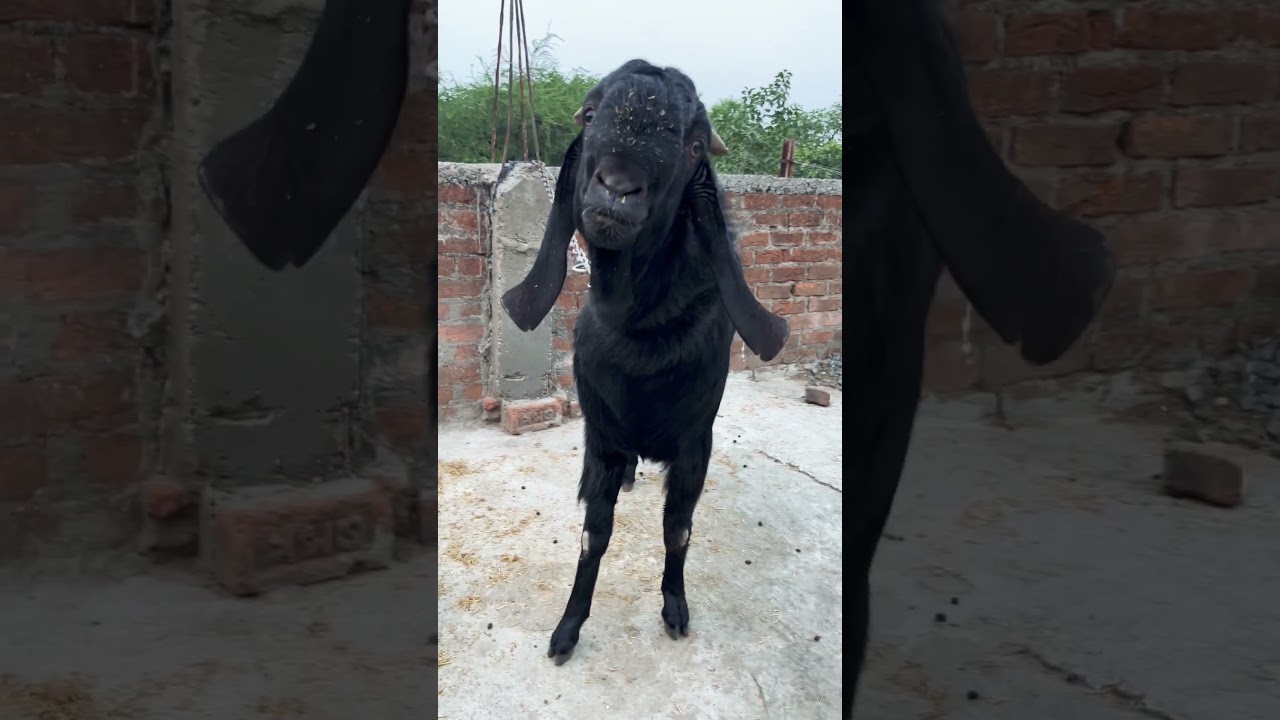 Available pure black beetle goat contact number 9179930094 in jabalpur 