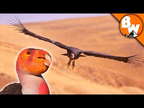 SAVED! Prehistoric Bird Escapes Extinction!