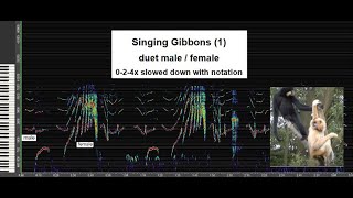 Singing Gibbons (1) - duet male / female - in harmonic and rhythmic consonance - with notation