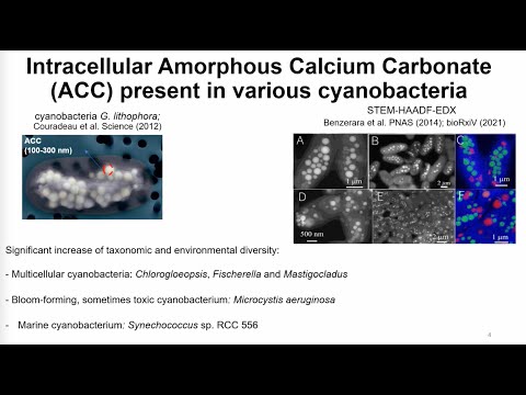 Spektroskopski uvid u intracelularni amorfni kalcijev karbonat formiran od cijanobakterija