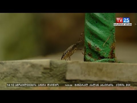 სეს- აზიურ ფაროსანას გავრცელების არეალი იგივეა, რაოდეობა კი - შემცირებული