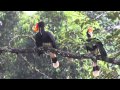 HD Video Footage of Rhinoceros Hornbill