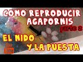 Cómo reproducir agapornis parte 2 (Fauna Indoor)