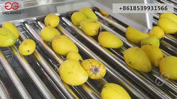 Mango washing waxing process machine