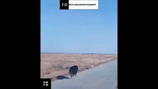 Tibetan Mastiff Speed vs Fox