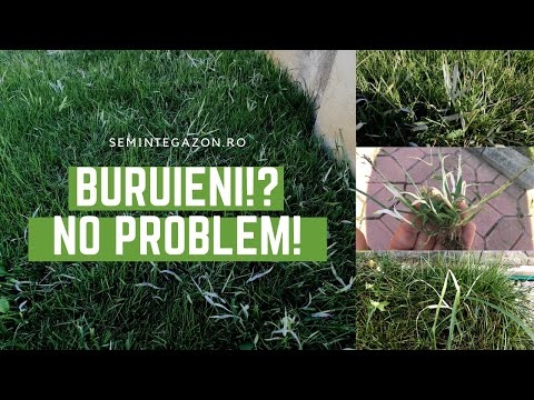 Video: Buruieni din Zona 8: Identificarea buruienilor din Zona 8 pentru eradicare