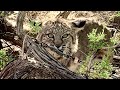 Western Bobcat and Coyote Trapping: Monster Tom Caught! 2019