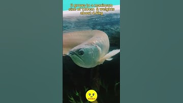 Silver Arowana | Dr Science