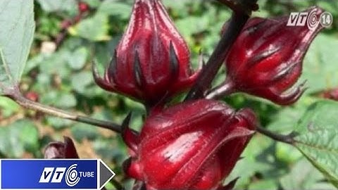 Hoa bụp giấm có phải là thần dược? | VTC