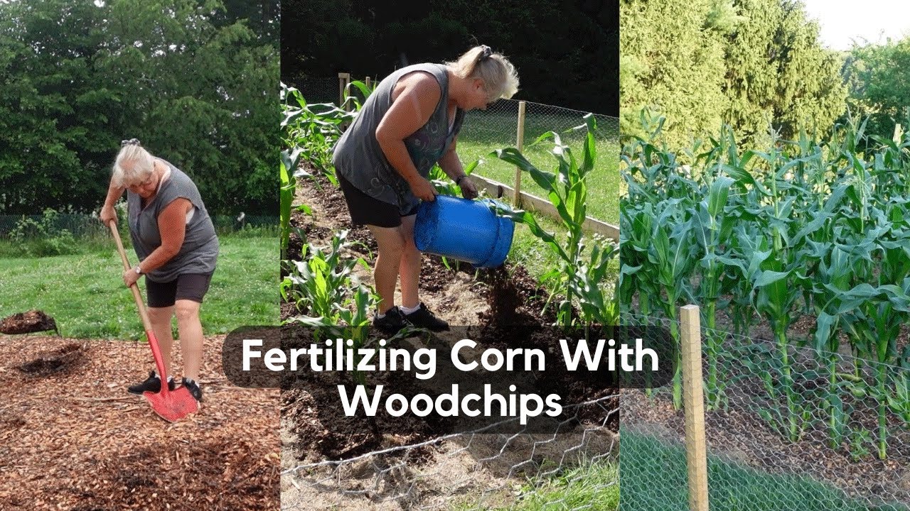 fertilize-corn-naturally-with-woodchip-compost-youtube