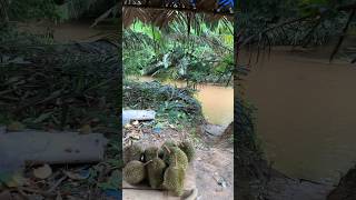 Nunggu durian jatuh di tepi sungai #durianindonesia #riau #sungai