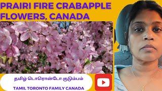 Prairiefire Crabapple Flowers