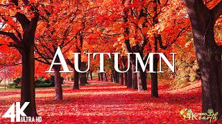 Осень 4K - 4K Осенний лес / расслабляющее природное видео и River Sound [Октябрьский золотой сезон]