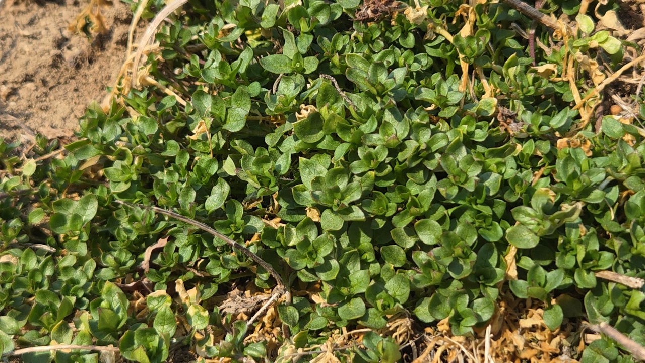 작지만 놀랍다! 망가지는 잇몸을 살리는 약초~잇몸병, 치아튼튼, 치통, 파킨슨병, 뇌질환, 치매를 다스린다