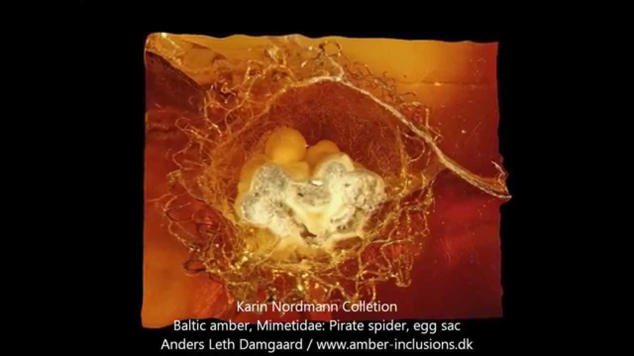 Baltic amber, Mimetidae Pirate spider, Egg sac YouTube